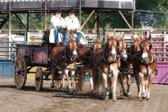 Best of the Mules