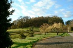 Orchard