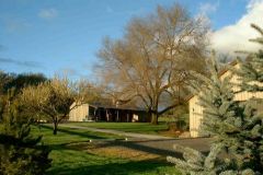 Elm Tree